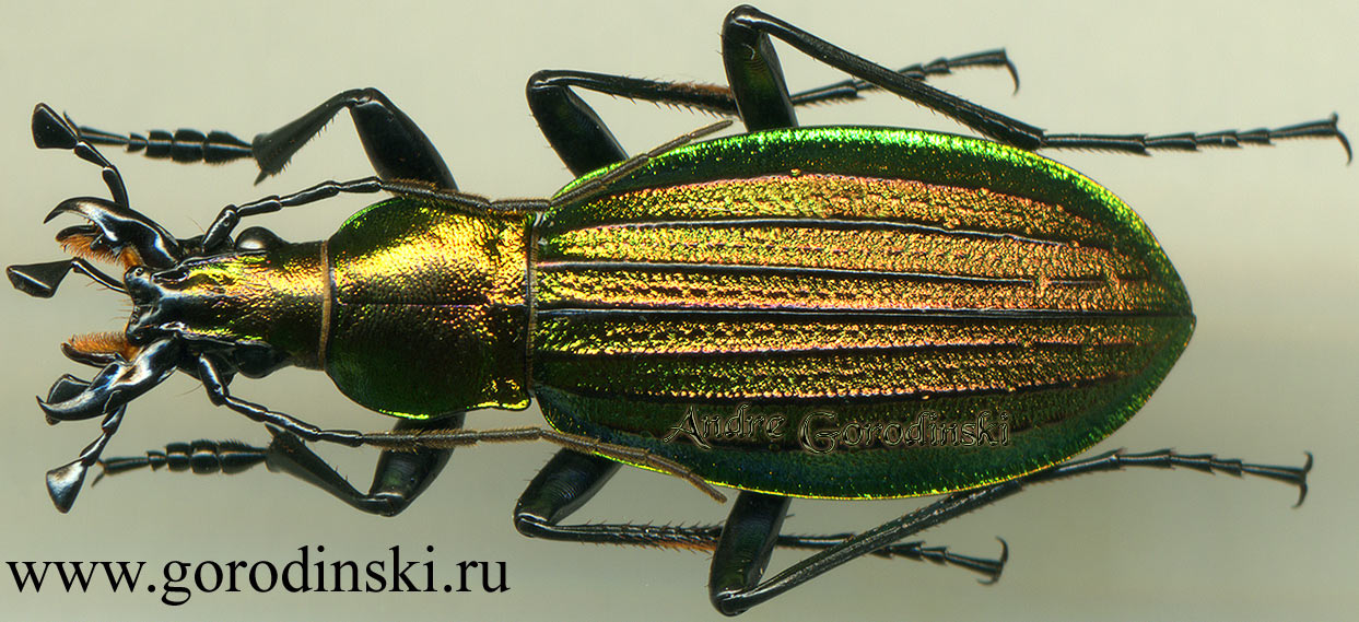 http://www.gorodinski.ru/carabus/Acoptolabrus gehinii aereicollis.jpg